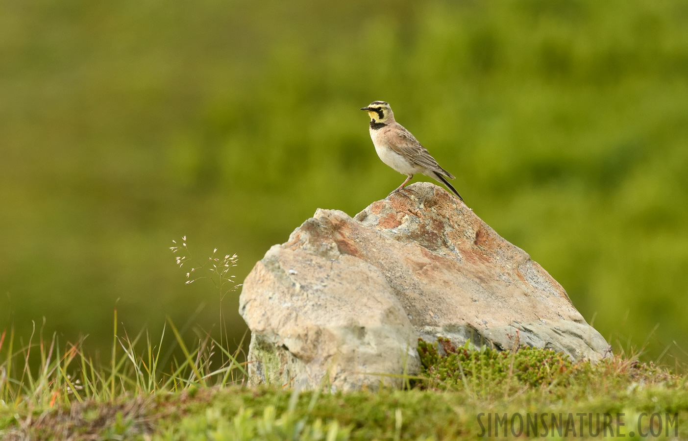 Eremophila alpestris alpestris [400 mm, 1/2000 Sek. bei f / 8.0, ISO 1600]